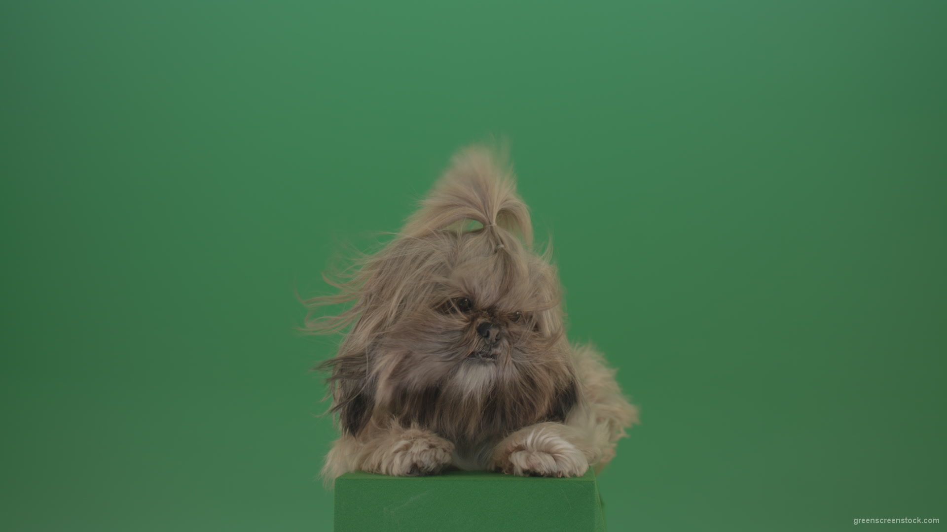 Shih-Tzu-Small-toy-dog-fashion-puppy-dont-like-the-wind-long-hair-dog-turbulence-isolated-on-green-screen_005 Green Screen Stock