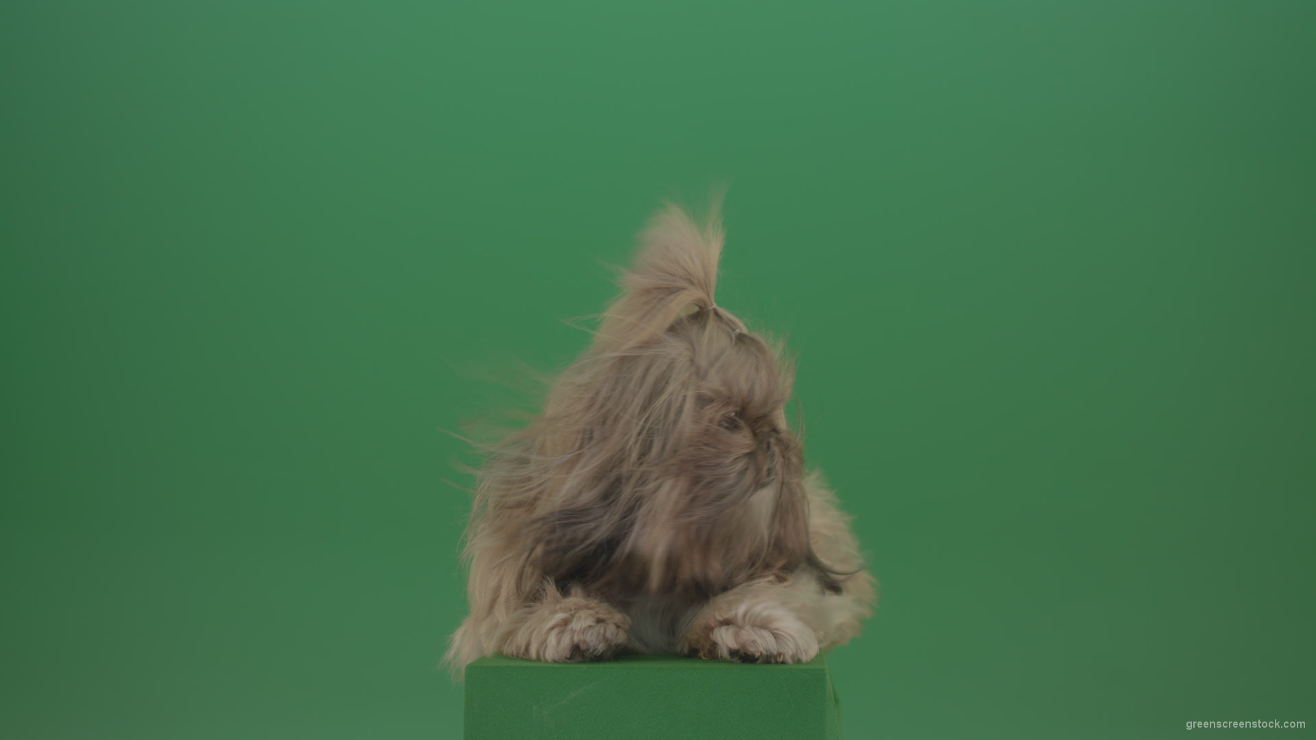 Shih-Tzu-Small-toy-dog-fashion-puppy-dont-like-the-wind-long-hair-dog-turbulence-isolated-on-green-screen_006 Green Screen Stock