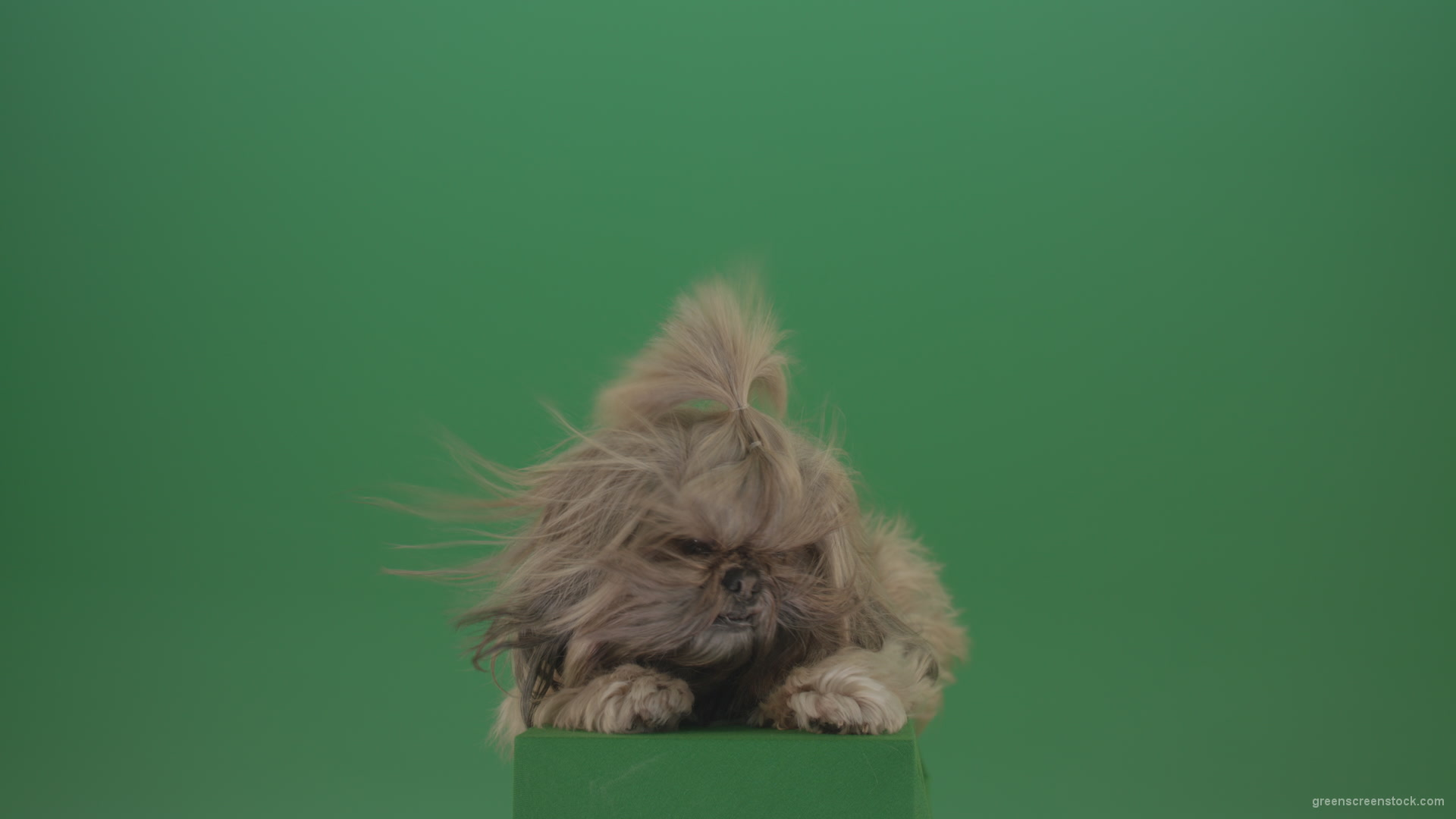 Shih-Tzu-Small-toy-dog-fashion-puppy-dont-like-the-wind-long-hair-dog-turbulence-isolated-on-green-screen_007 Green Screen Stock