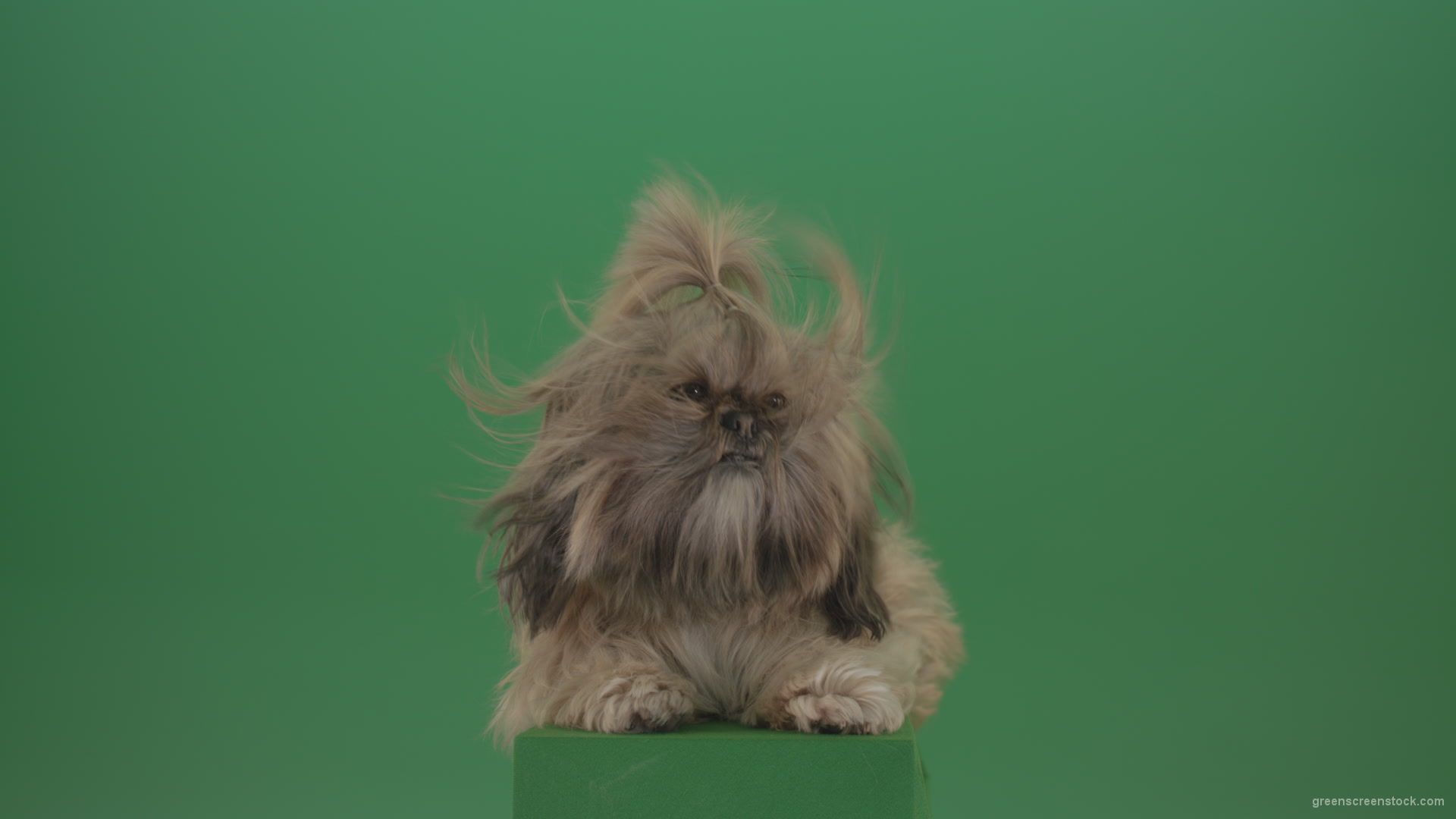 Shih-Tzu-Small-toy-dog-fashion-puppy-dont-like-the-wind-long-hair-dog-turbulence-isolated-on-green-screen_008 Green Screen Stock