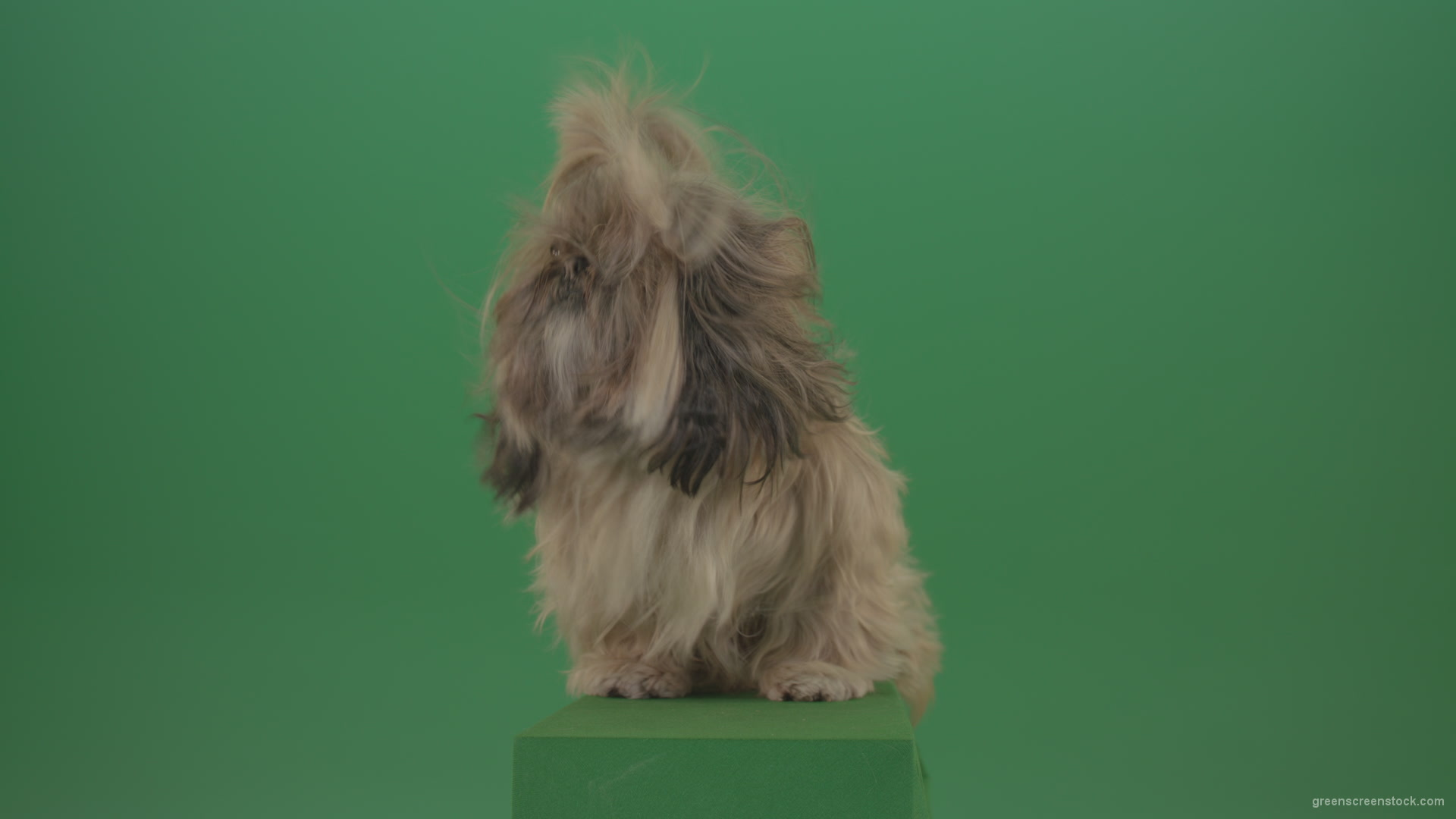 Shih-Tzu-Small-toy-dog-fashion-puppy-dont-like-the-wind-long-hair-dog-turbulence-isolated-on-green-screen_009 Green Screen Stock