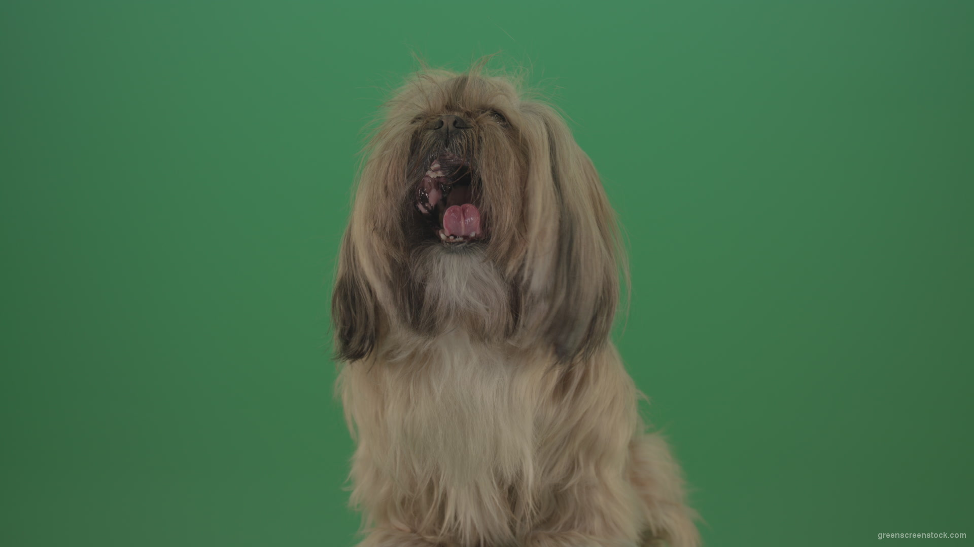 Small-long-hair-toy-dog-Shih-Tzu-is-yawning-isolated-on-green-screen_007 Green Screen Stock