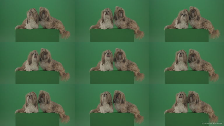 Two-cute-Shih-Tzu-Small-toy-dogs-yawling-and-sitting-on-green-screen-4K Green Screen Stock
