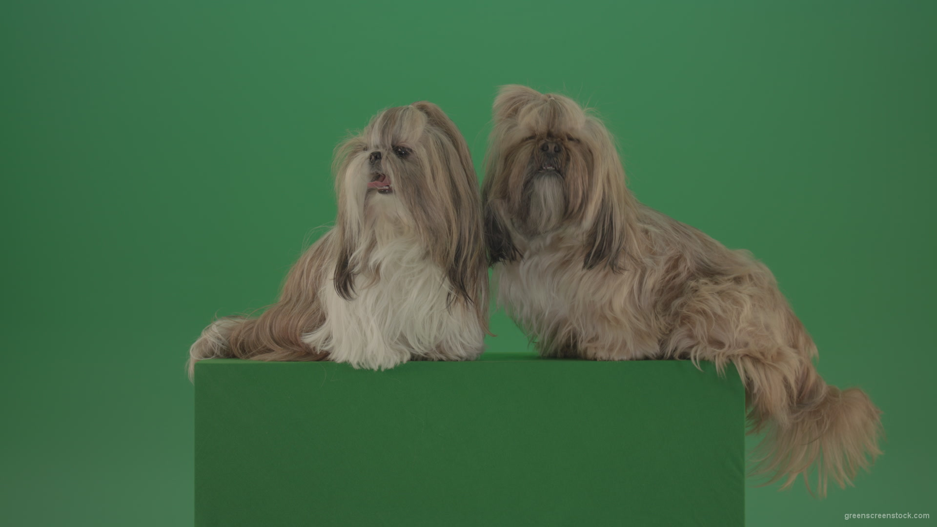 Two-cute-Shih-Tzu-Small-toy-dogs-yawling-and-sitting-on-green-screen-4K_001 Green Screen Stock