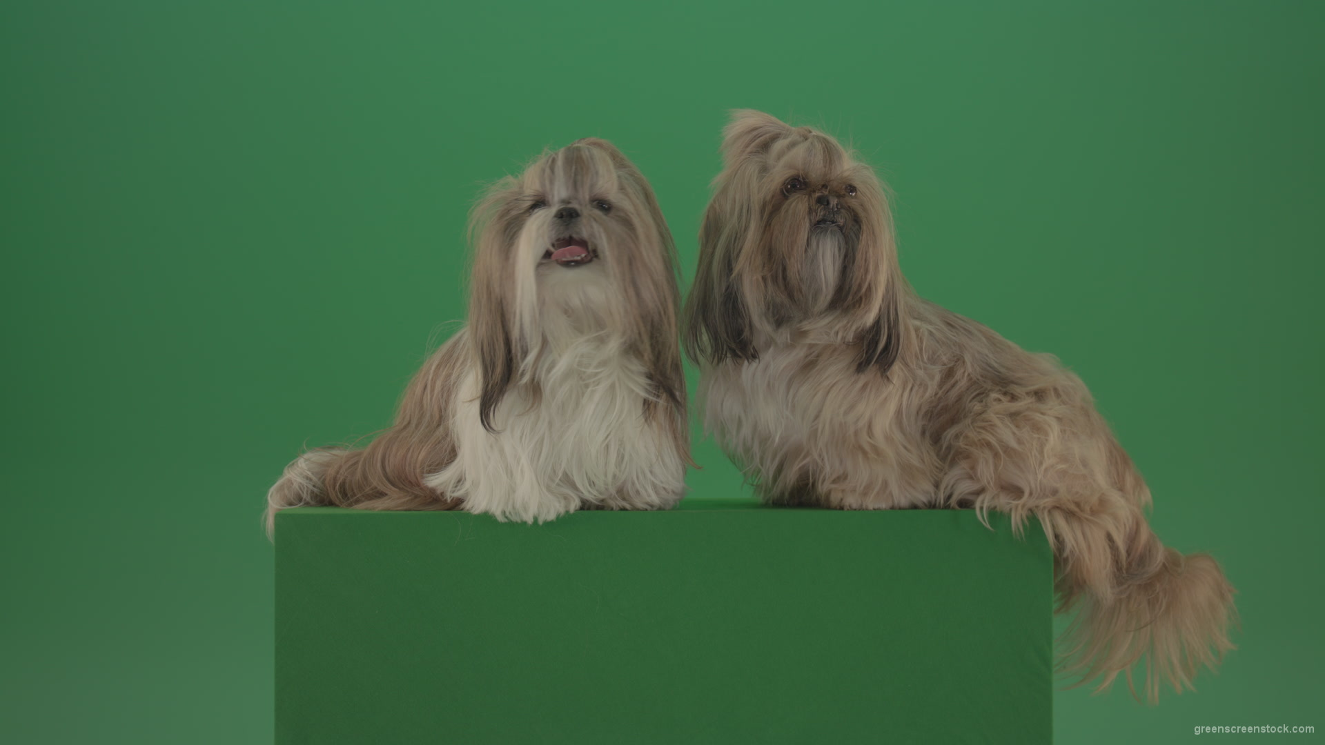 Two-cute-Shih-Tzu-Small-toy-dogs-yawling-and-sitting-on-green-screen-4K_002 Green Screen Stock
