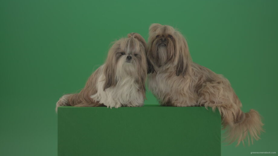 vj video background Two-cute-Shih-Tzu-Small-toy-dogs-yawling-and-sitting-on-green-screen-4K_003