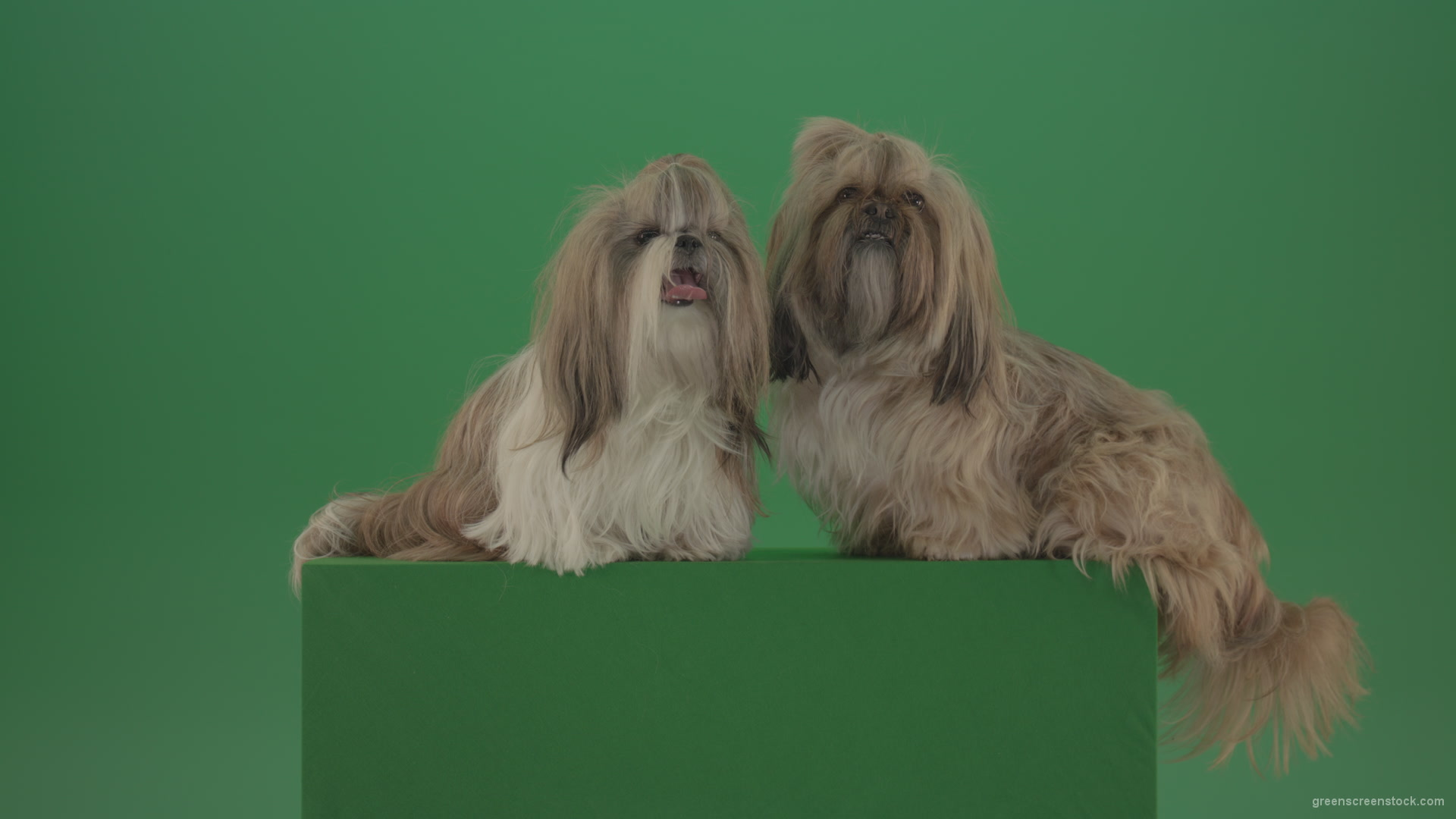 Two-cute-Shih-Tzu-Small-toy-dogs-yawling-and-sitting-on-green-screen-4K_004 Green Screen Stock