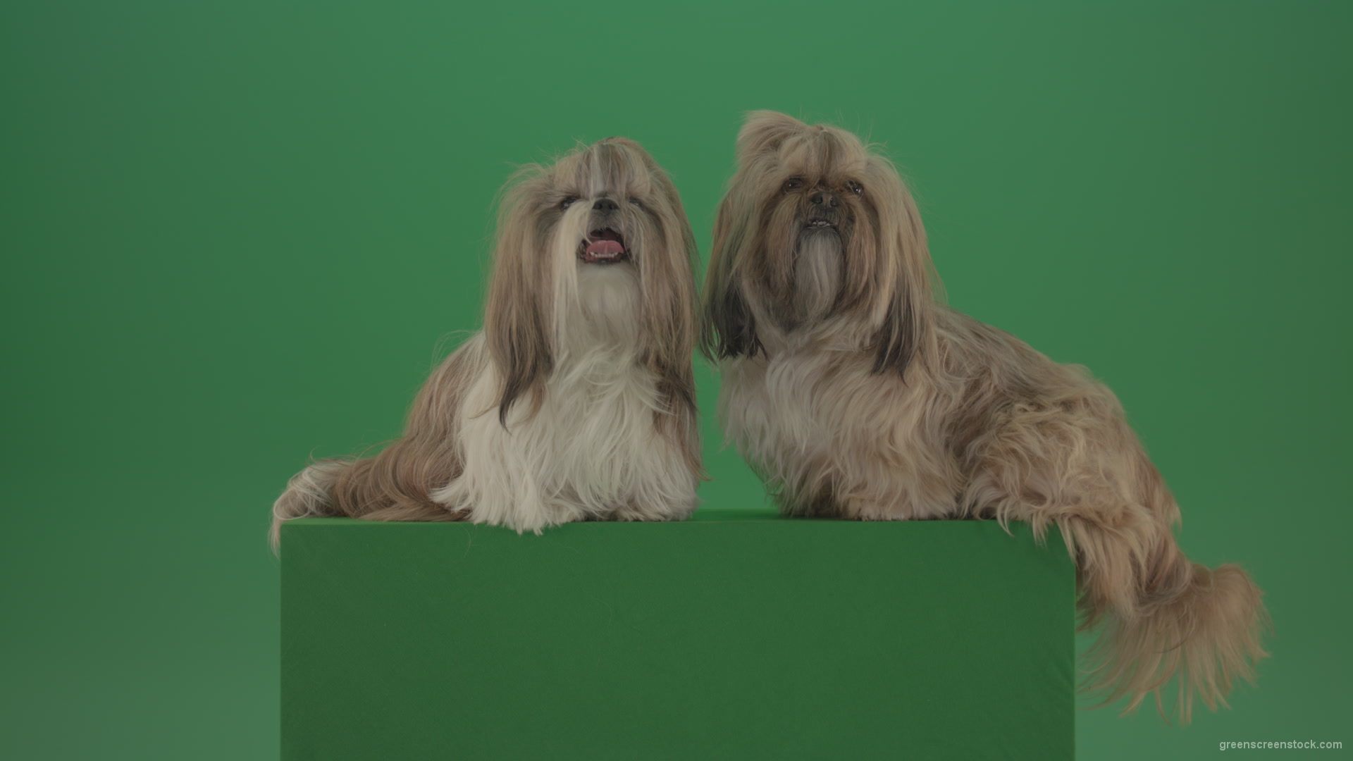 Two-cute-Shih-Tzu-Small-toy-dogs-yawling-and-sitting-on-green-screen-4K_005 Green Screen Stock