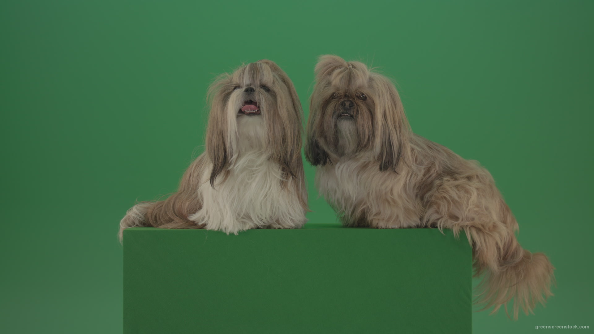 Two-cute-Shih-Tzu-Small-toy-dogs-yawling-and-sitting-on-green-screen-4K_006 Green Screen Stock