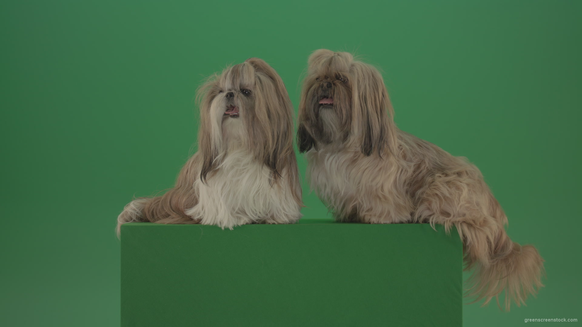 Two-cute-Shih-Tzu-Small-toy-dogs-yawling-and-sitting-on-green-screen-4K_007 Green Screen Stock