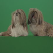 Two-cute-Shih-Tzu-Small-toy-dogs-yawling-and-sitting-on-green-screen-4K_008