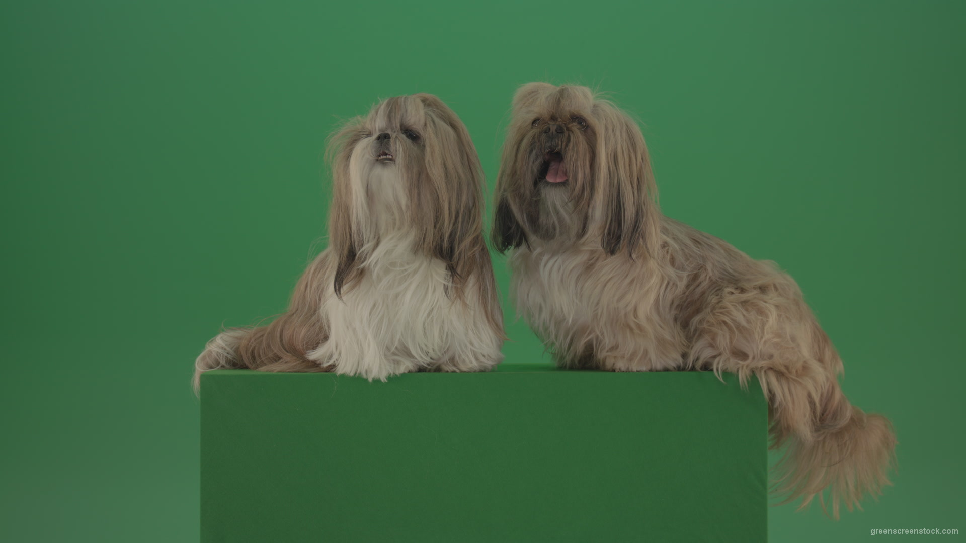 Two-cute-Shih-Tzu-Small-toy-dogs-yawling-and-sitting-on-green-screen-4K_008 Green Screen Stock