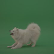 White-Samoyed-Dog-Green-Screen-Stock-10_006