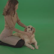 Young-Girl-stroke-the-dog-golden-retriever-big-puppy-isolated-on-green-screen-background_001 Green Screen Stock