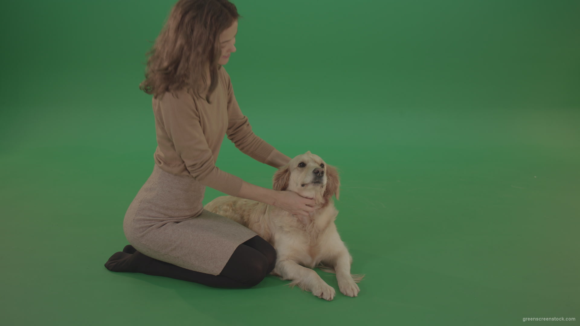 Young-Girl-stroke-the-dog-golden-retriever-big-puppy-isolated-on-green-screen-background_001 Green Screen Stock