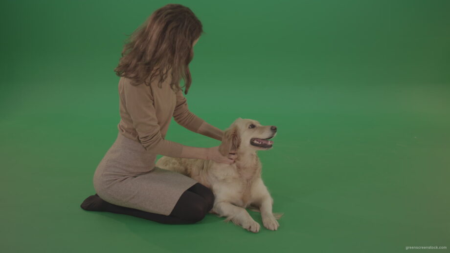 vj video background Young-Girl-stroke-the-dog-golden-retriever-big-puppy-isolated-on-green-screen-background_003
