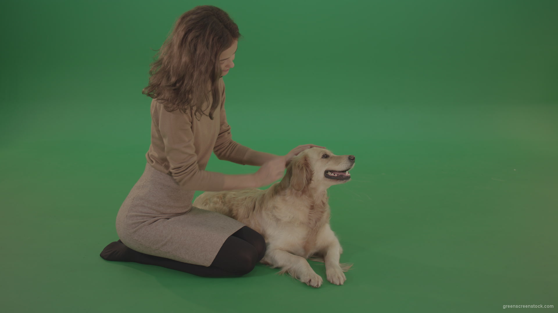 Young-Girl-stroke-the-dog-golden-retriever-big-puppy-isolated-on-green-screen-background_005 Green Screen Stock