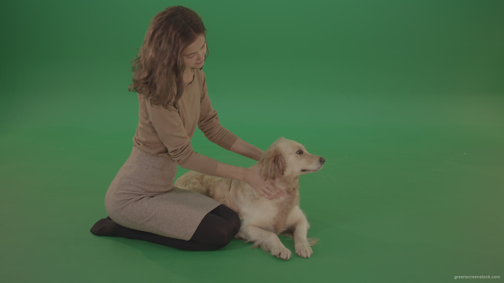 Young-Girl-stroke-the-dog-golden-retriever-big-puppy-isolated-on-green-screen-background_007 Green Screen Stock