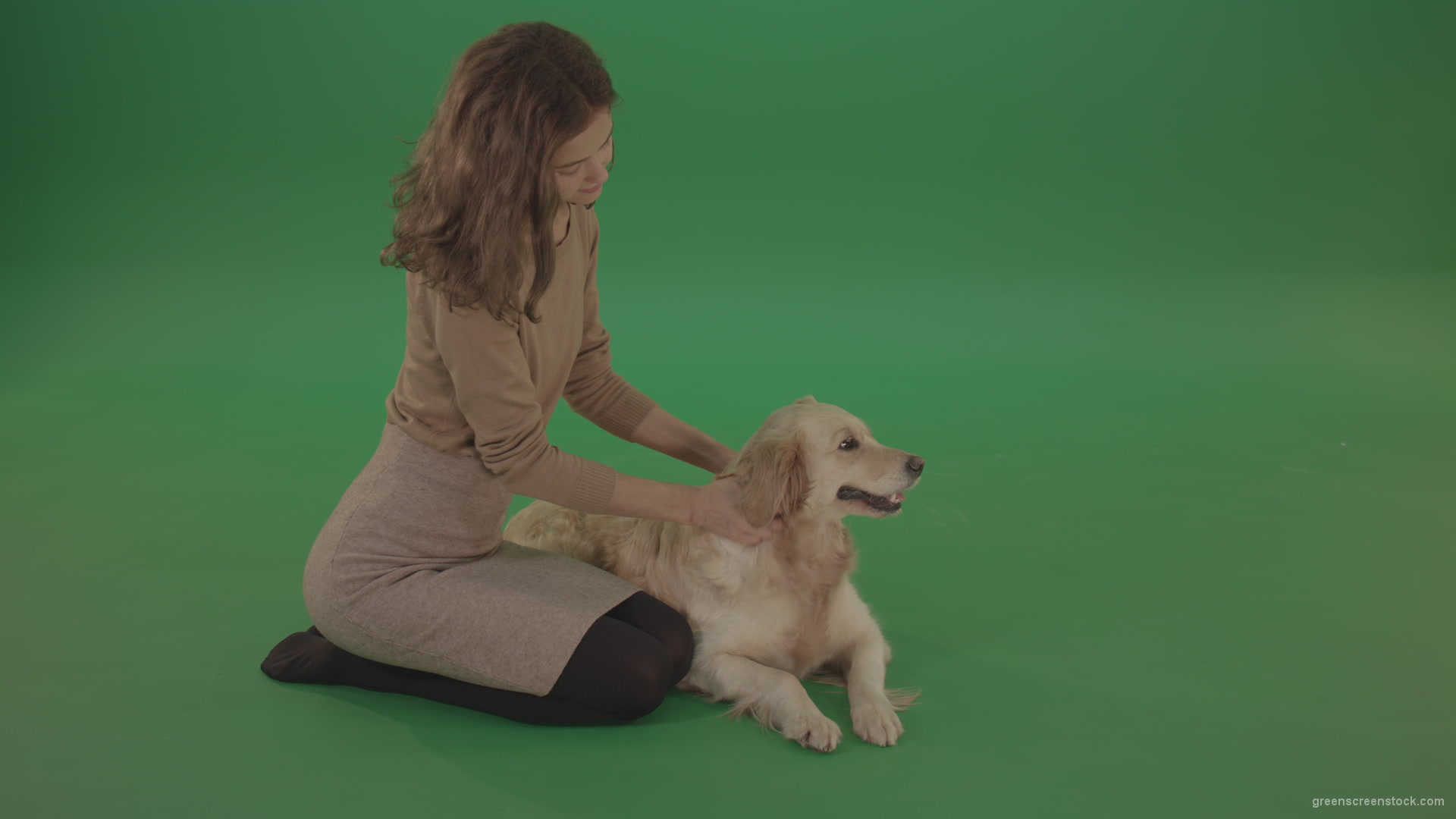 Young-Girl-stroke-the-dog-golden-retriever-big-puppy-isolated-on-green-screen-background_008 Green Screen Stock