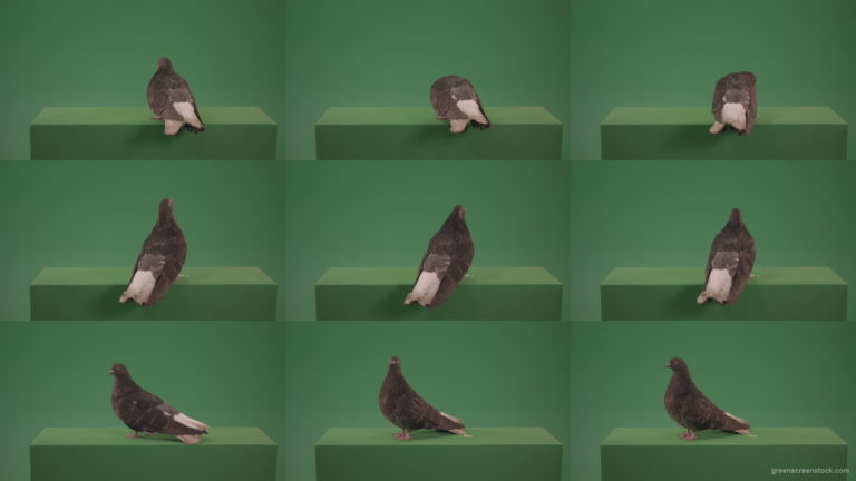 American-gray-bird-doves-walk-around-the-city-isolated-on-chromakey-background Green Screen Stock