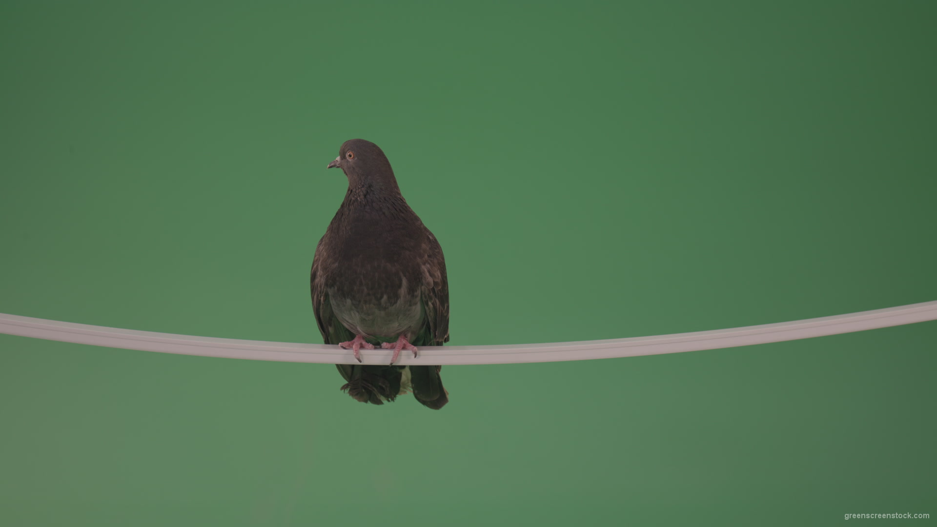 Beautiful-bird-of-doves-flew-to-explore-the-terrain-isolated-on-chromakey-background_001 Green Screen Stock
