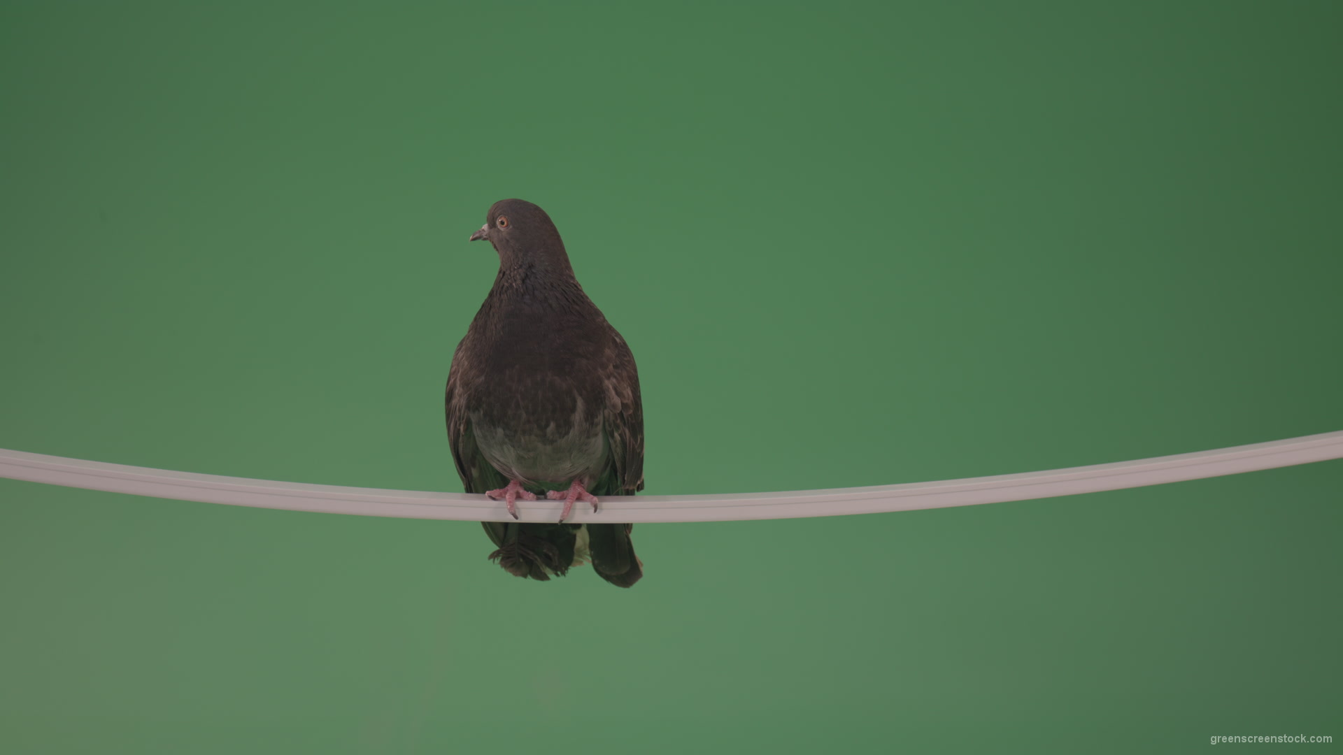 Beautiful-bird-of-doves-flew-to-explore-the-terrain-isolated-on-chromakey-background_002 Green Screen Stock