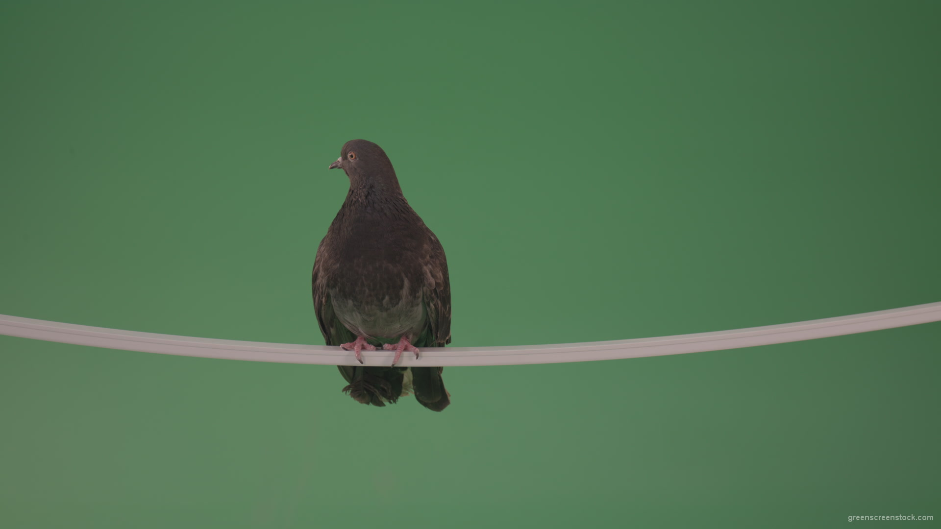 Beautiful-bird-of-doves-flew-to-explore-the-terrain-isolated-on-chromakey-background_004 Green Screen Stock