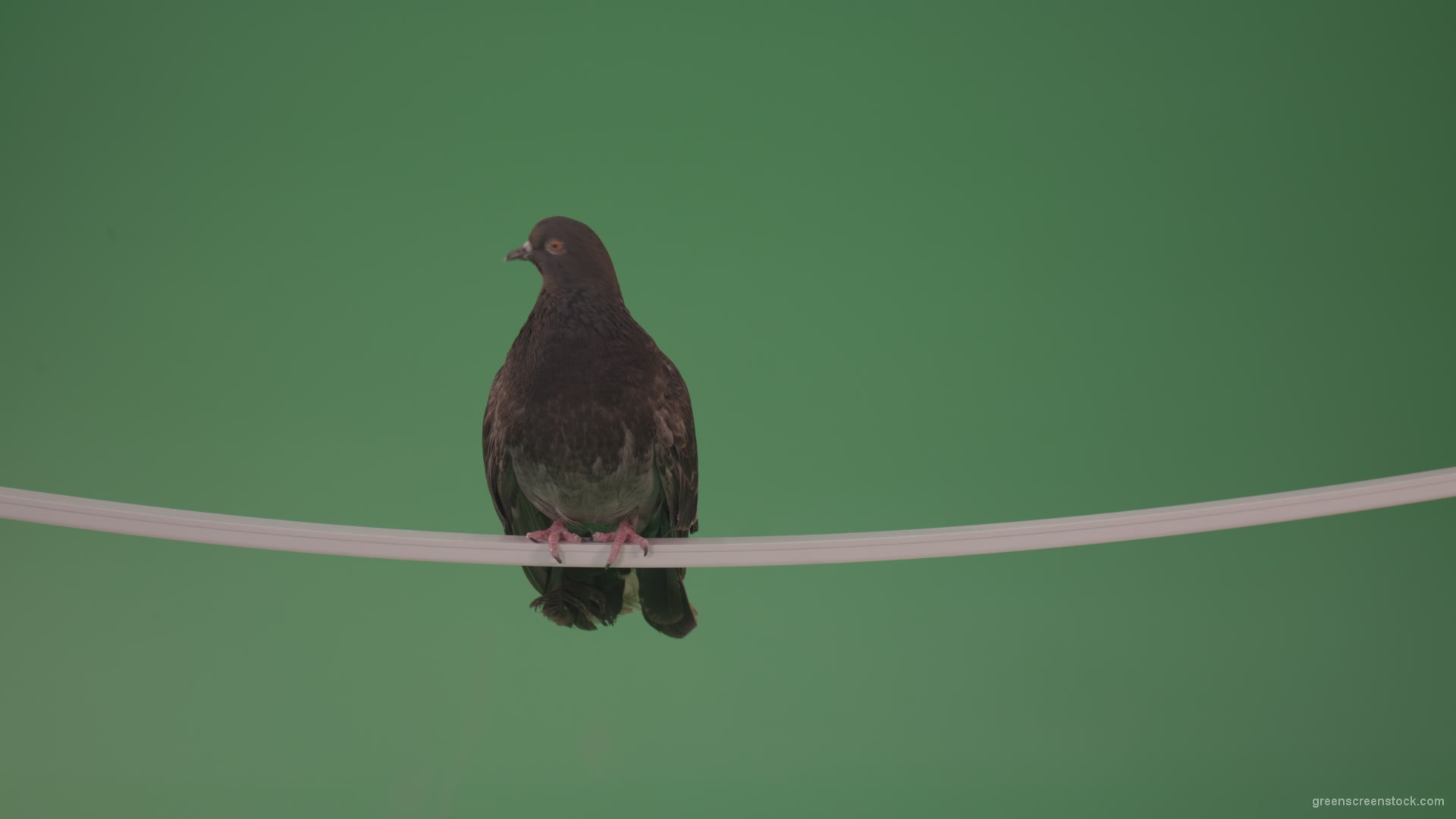 Beautiful-bird-of-doves-flew-to-explore-the-terrain-isolated-on-chromakey-background_007 Green Screen Stock