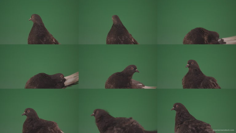 Big-Bird-Dove-Demonstrates-Its-Big-Beak-isolated-on-chromakey-background Green Screen Stock