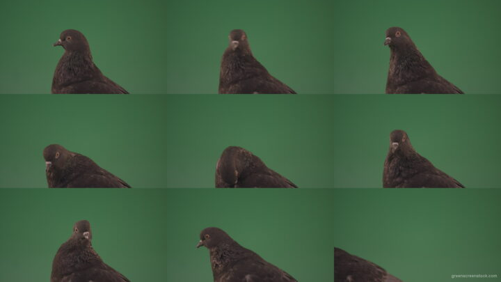 Bird-Dove-Ill-tell-your-feathers-sitting-on-a-tree-in-a-big-city-isolated-on-chromakey-background Green Screen Stock