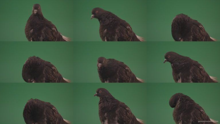 Bird-Dove-is-cleaning-up-its-feathers-isolated-on-chromakey-background Green Screen Stock