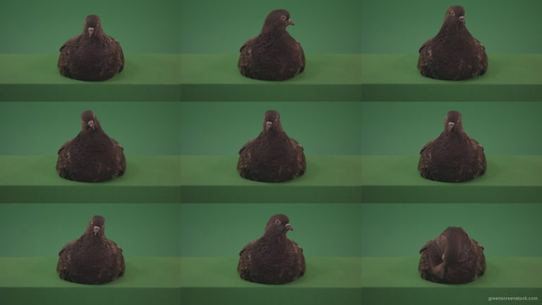 Bird-came-to-rest-staring-around-and-brushing-its-feathers-isolated-on-chromakey-background Green Screen Stock