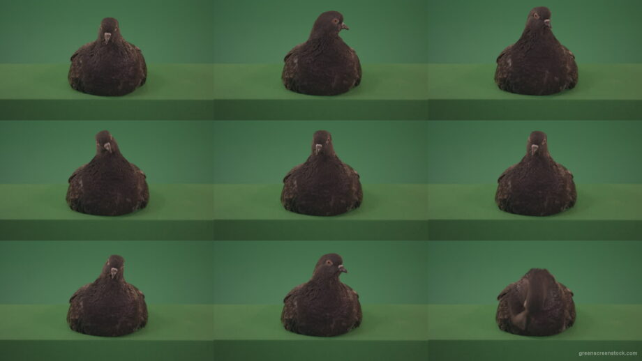 Bird-came-to-rest-staring-around-and-brushing-its-feathers-isolated-on-chromakey-background Green Screen Stock