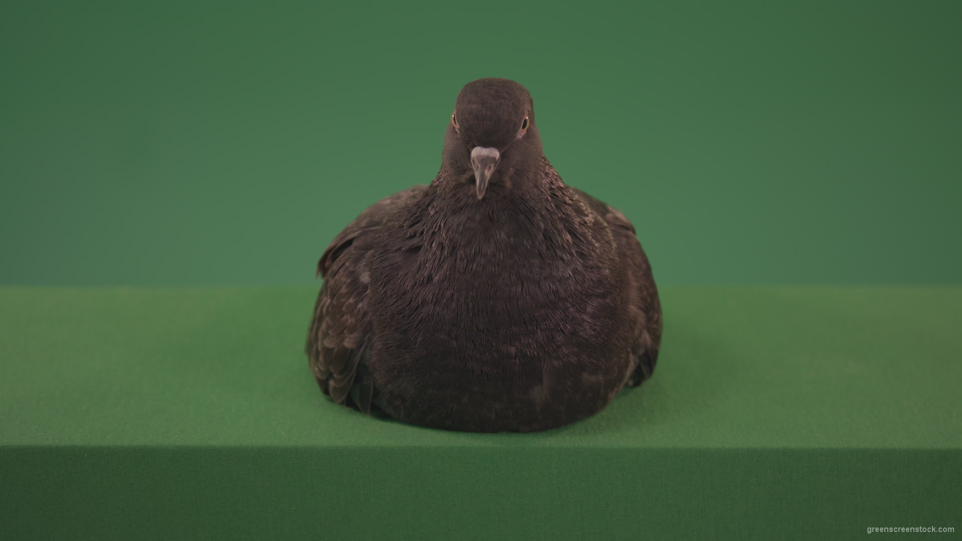 Bird-came-to-rest-staring-around-and-brushing-its-feathers-isolated-on-chromakey-background_001 Green Screen Stock
