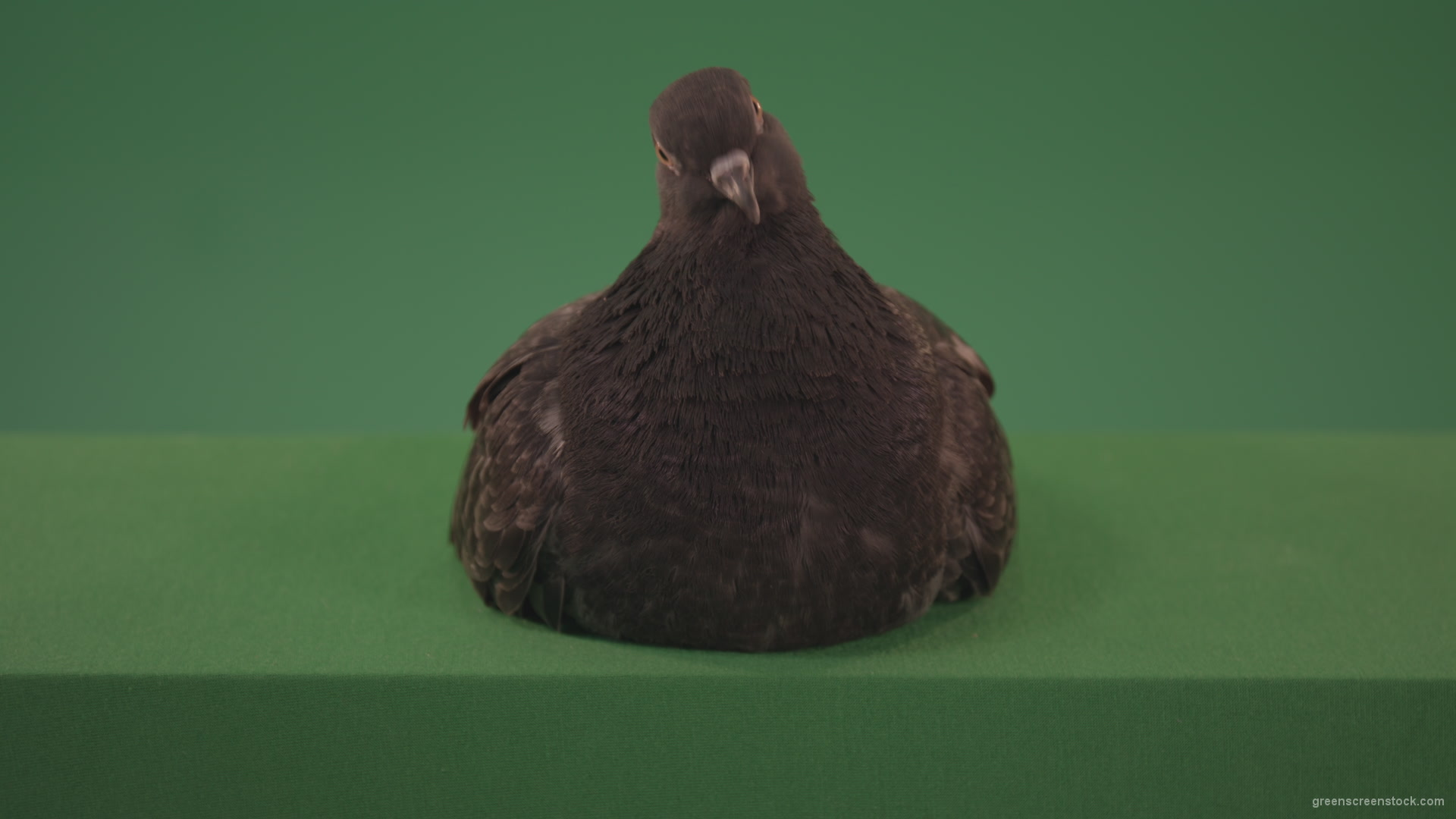 Bird-came-to-rest-staring-around-and-brushing-its-feathers-isolated-on-chromakey-background_004 Green Screen Stock