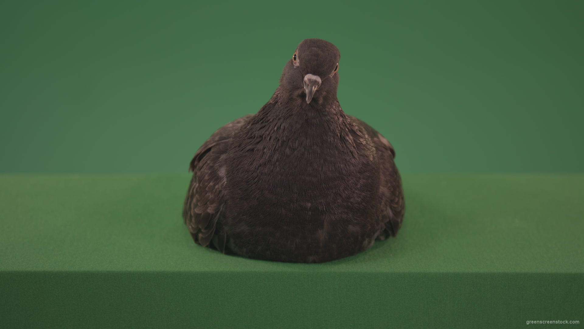 Bird-came-to-rest-staring-around-and-brushing-its-feathers-isolated-on-chromakey-background_007 Green Screen Stock