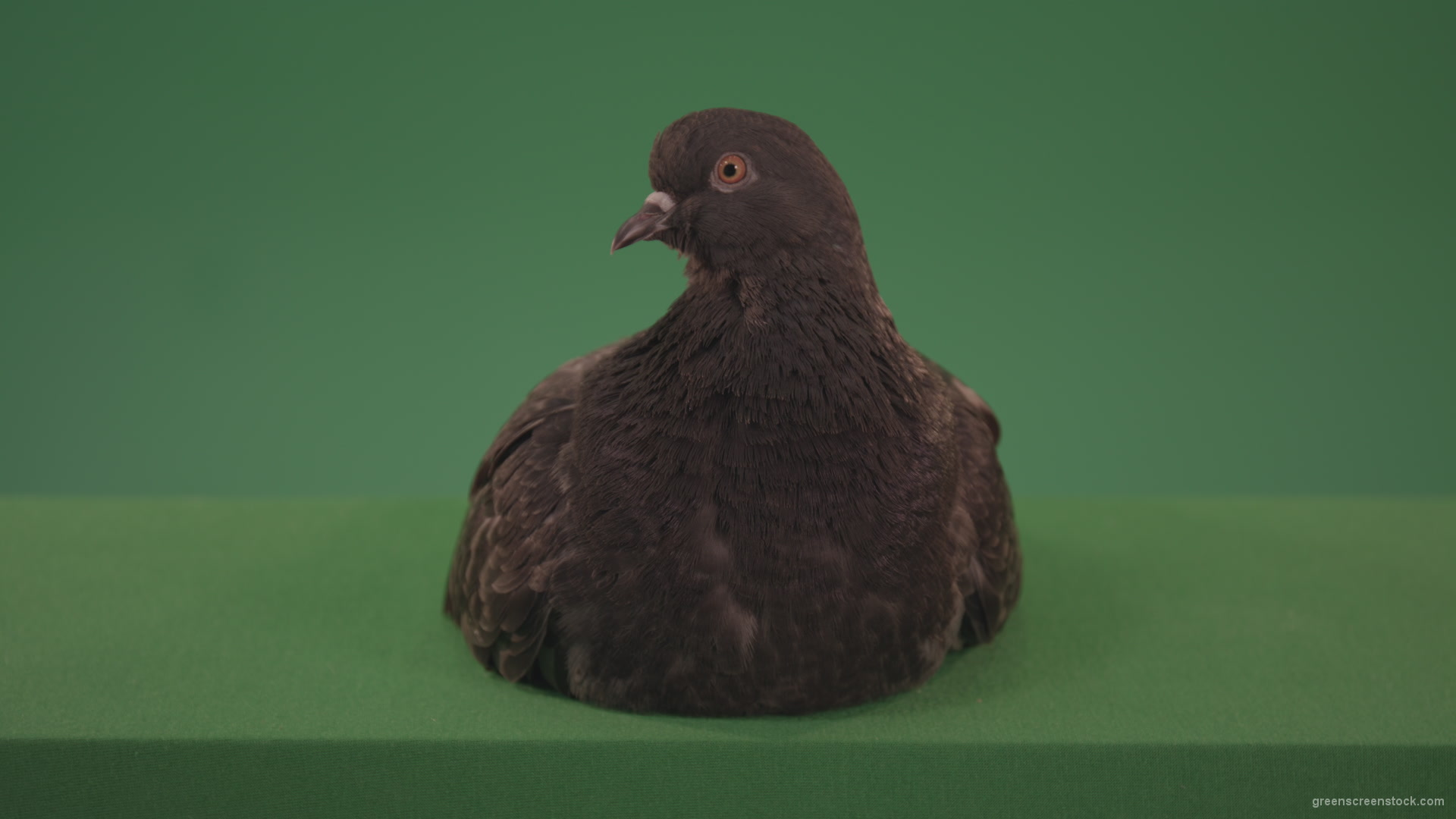 Bird-has-settled-on-the-ground-and-sits-a-dove-of-gray-color-isolated-on-chromakey-background_007 Green Screen Stock