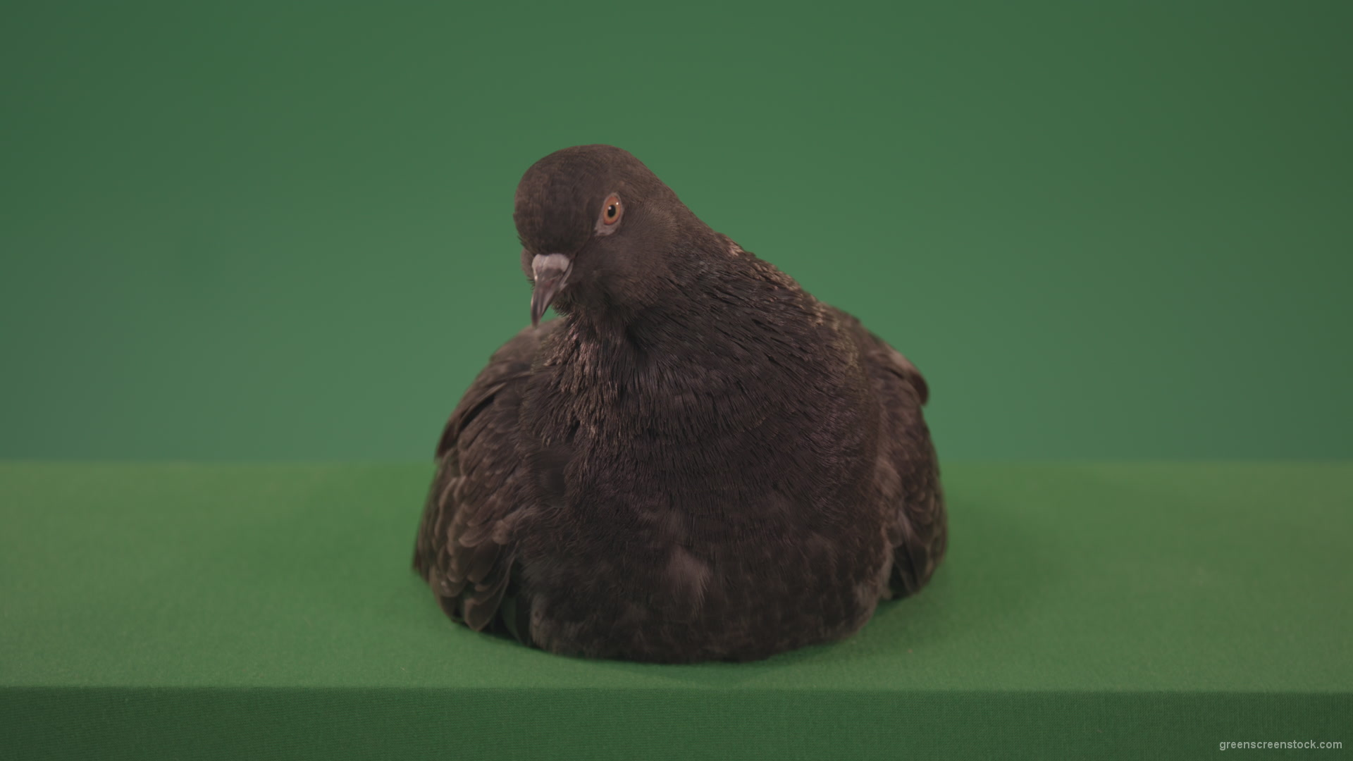Bird-has-settled-on-the-ground-and-sits-a-dove-of-gray-color-isolated-on-chromakey-background_008 Green Screen Stock