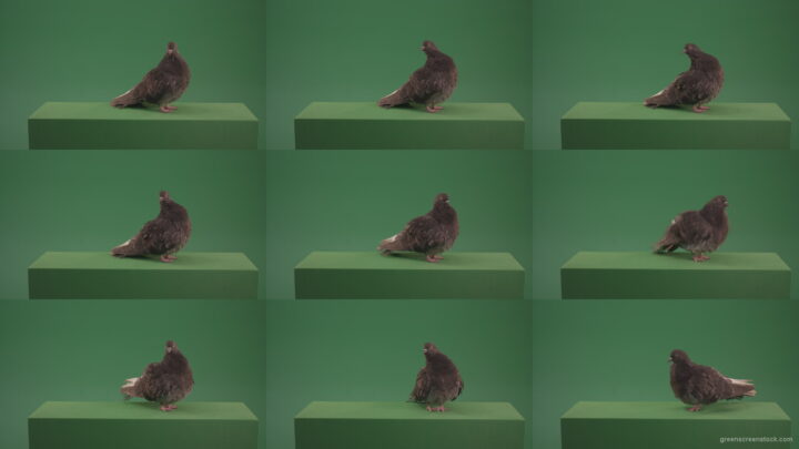 Bird-landed-and-inspected-the-territory-isolated-on-chromakey-background Green Screen Stock