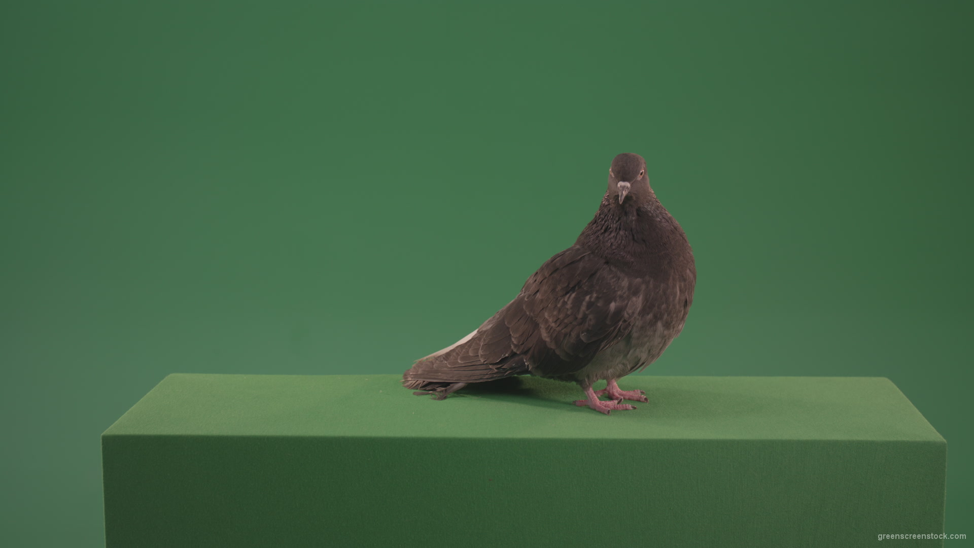 Bird-landed-and-inspected-the-territory-isolated-on-chromakey-background_001 Green Screen Stock
