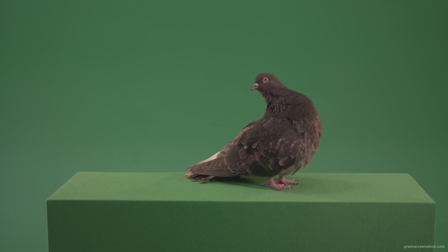 vj video background Bird-landed-and-inspected-the-territory-isolated-on-chromakey-background_003