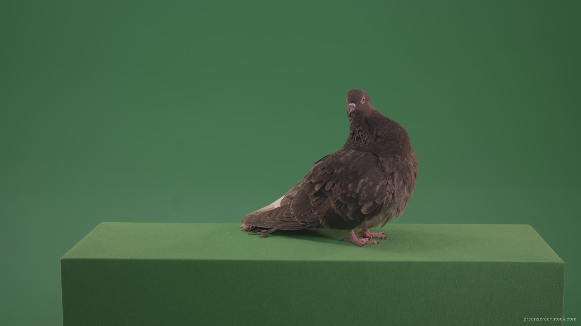 Bird-landed-and-inspected-the-territory-isolated-on-chromakey-background_004 Green Screen Stock