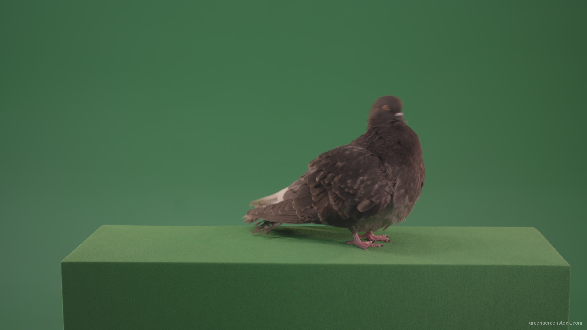 Bird-landed-and-inspected-the-territory-isolated-on-chromakey-background_005 Green Screen Stock