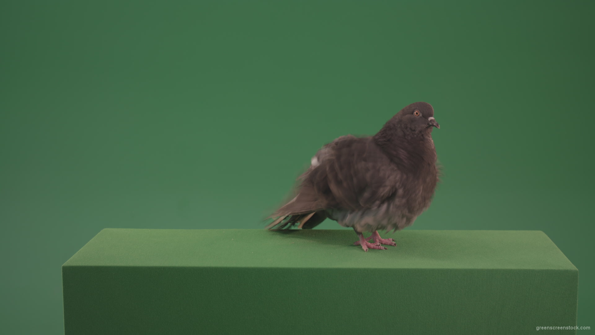 Bird-landed-and-inspected-the-territory-isolated-on-chromakey-background_006 Green Screen Stock