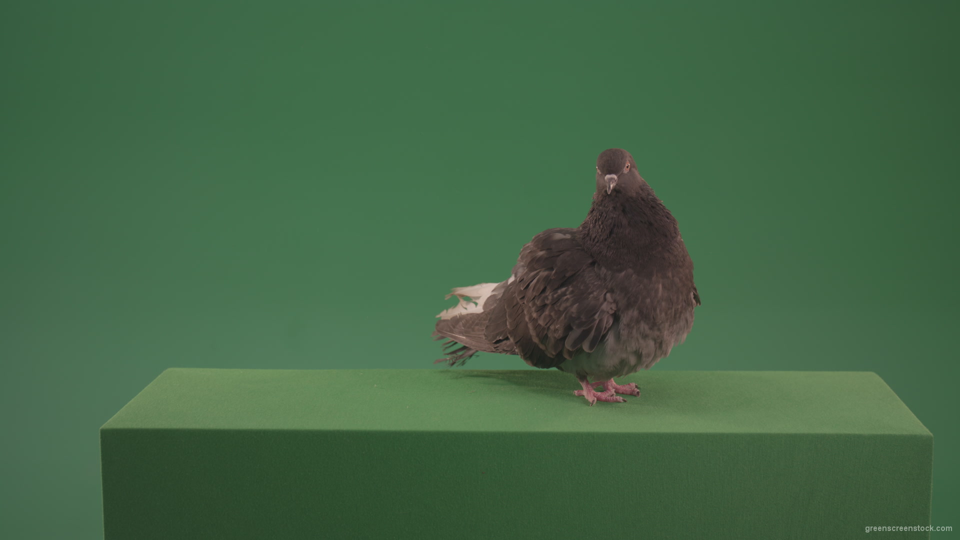 Bird-landed-and-inspected-the-territory-isolated-on-chromakey-background_007 Green Screen Stock
