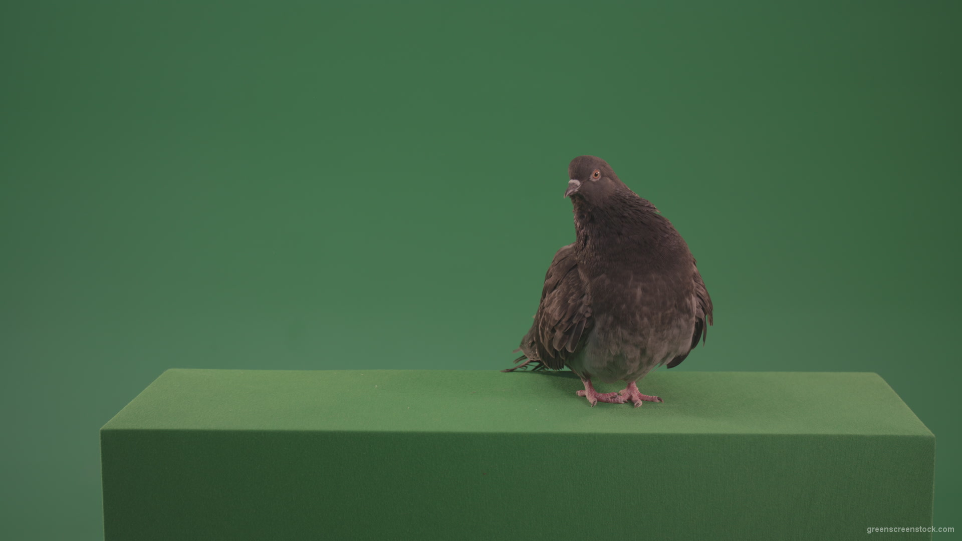 Bird-landed-and-inspected-the-territory-isolated-on-chromakey-background_008 Green Screen Stock