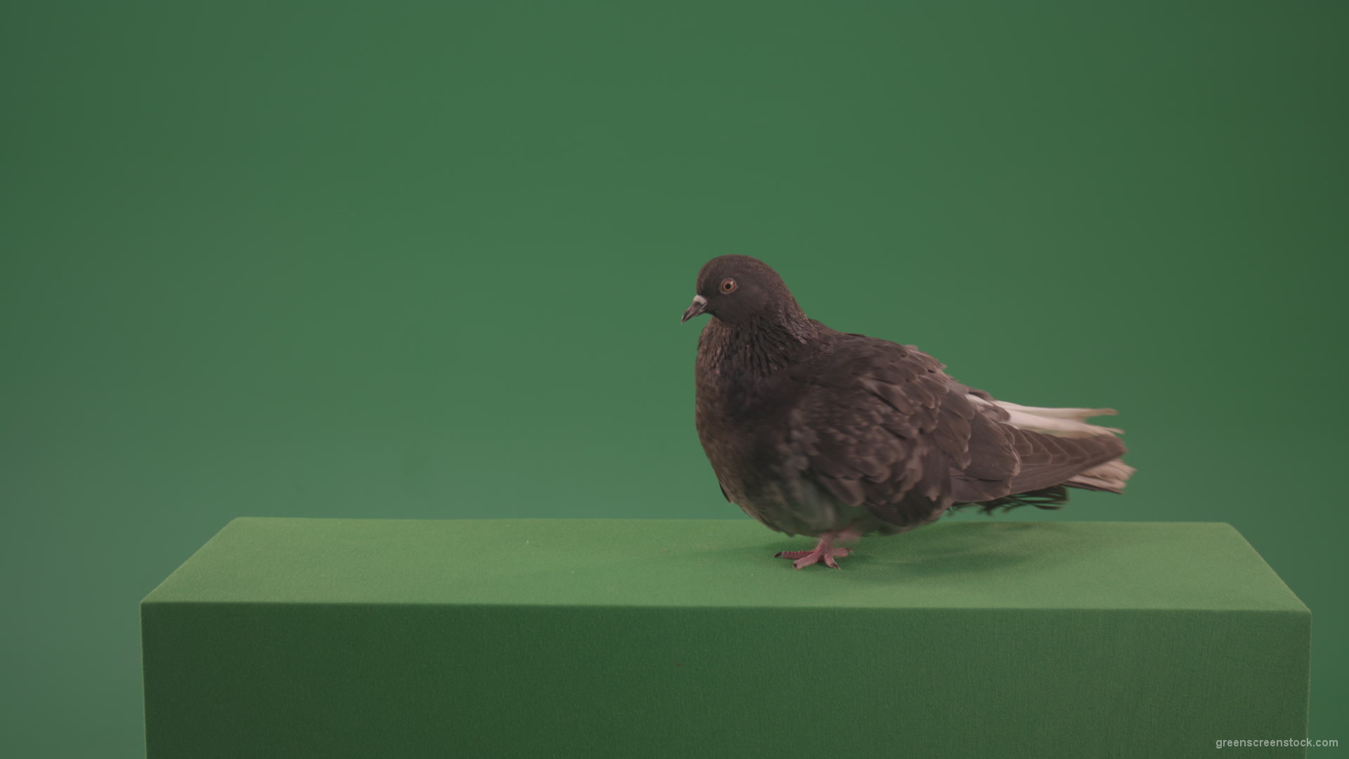 Bird-landed-and-inspected-the-territory-isolated-on-chromakey-background_009 Green Screen Stock