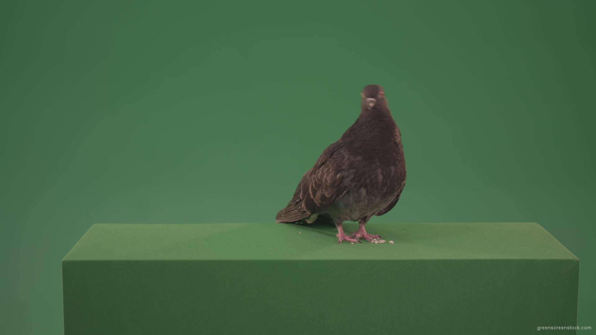 Bird-of-gray-beige-goes-in-different-directions-isolated-on-chromakey-background_007 Green Screen Stock