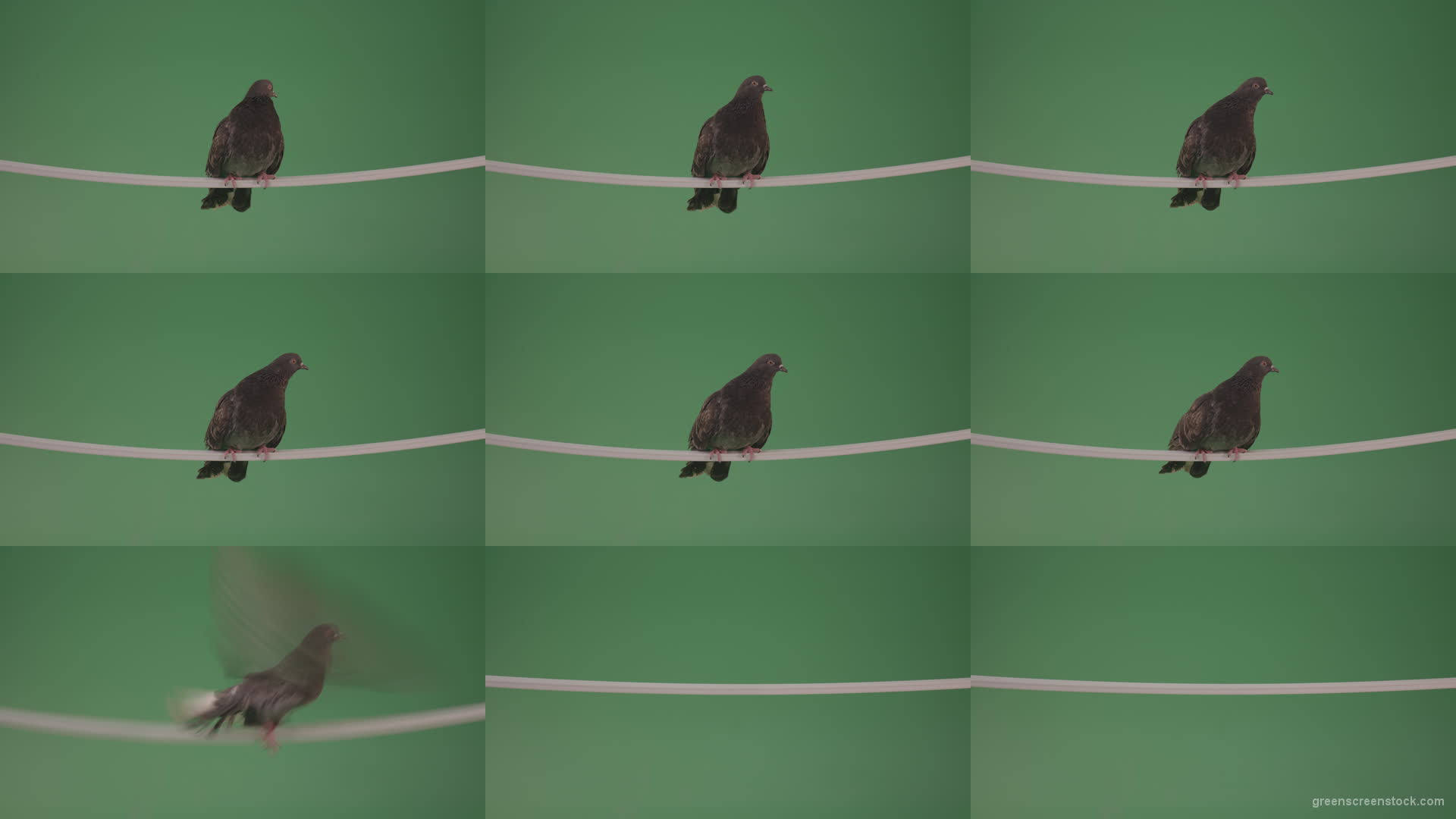 Bird-of-gray-color-doves-flies-from-branch-to-heaven-isolated-on-chromakey-background Green Screen Stock