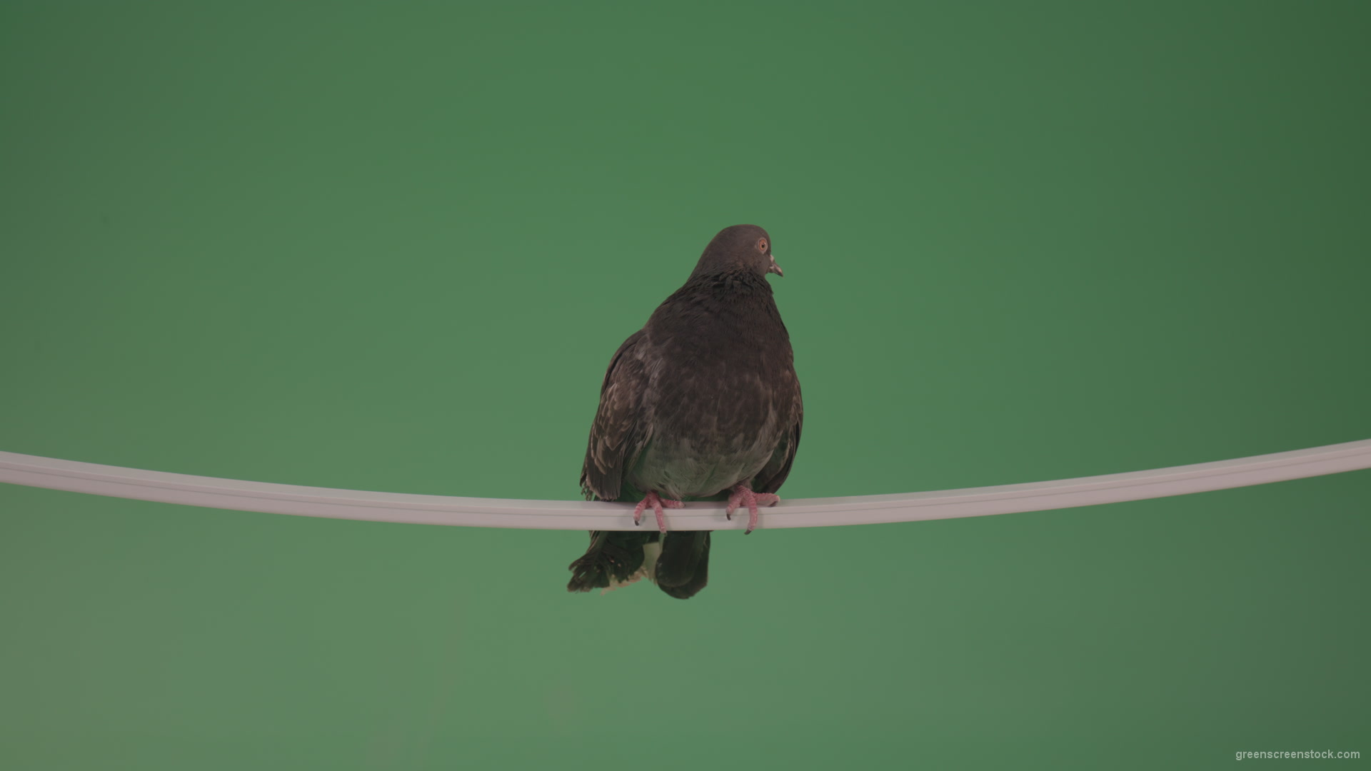 Bird-of-gray-color-doves-flies-from-branch-to-heaven-isolated-on-chromakey-background_001 Green Screen Stock